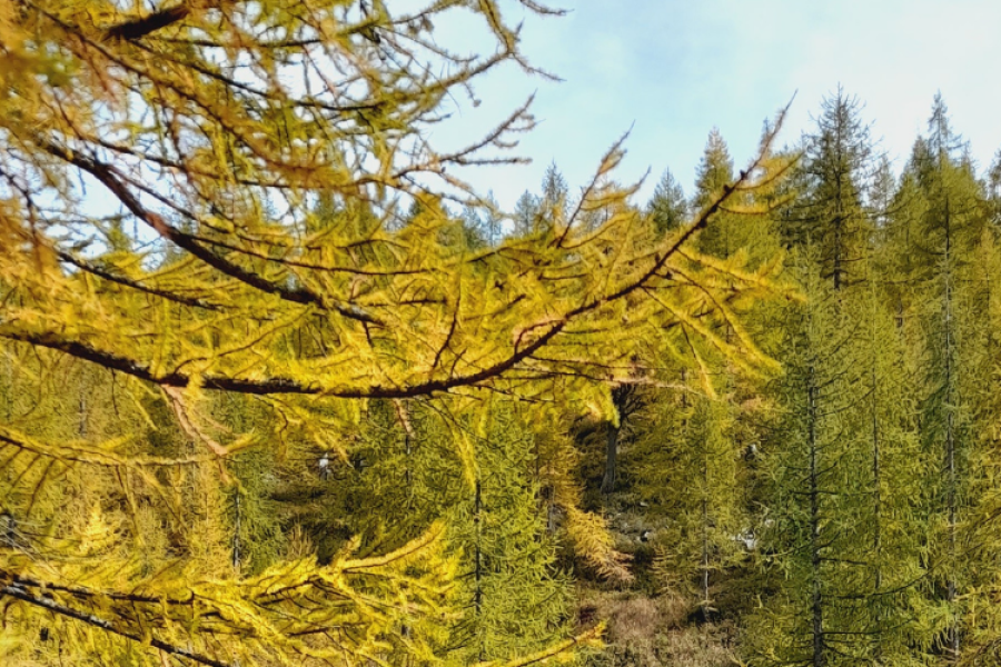 Autunno Valsesia Alagna