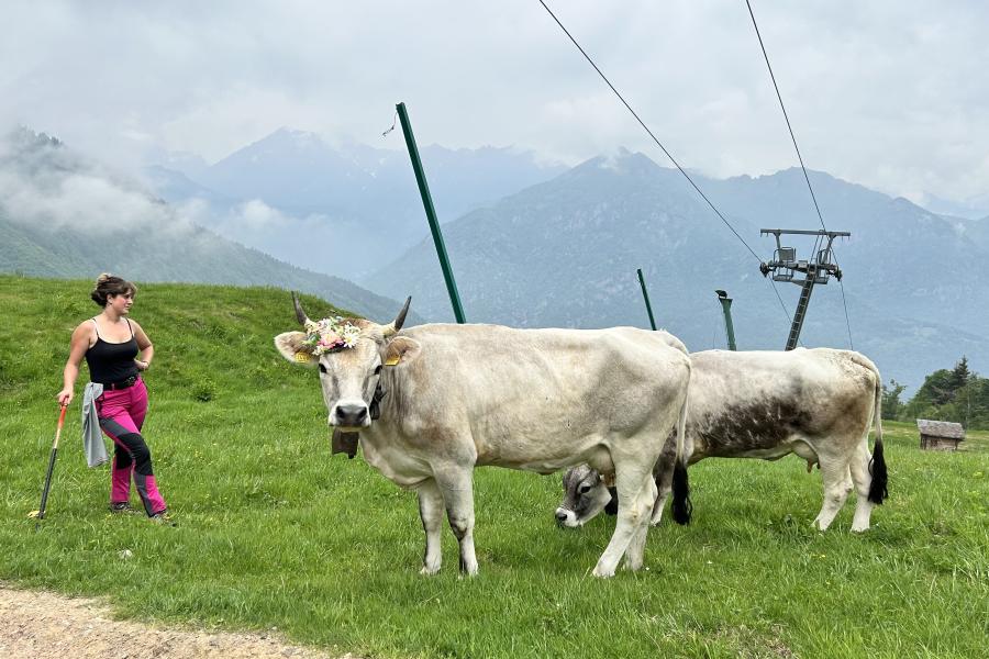transumanza alpe di mera