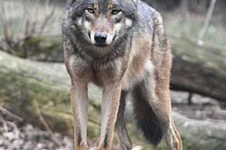 Tra scienza e montagna - Alla scoperta degli animali delle Alpi