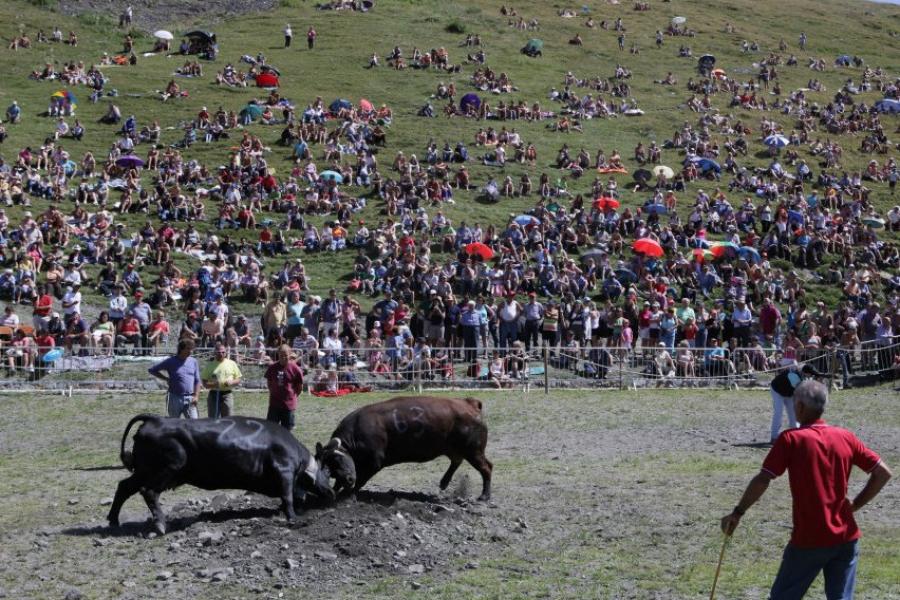 Batailles des reines