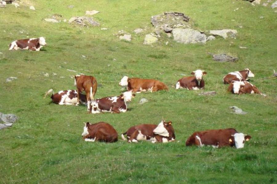 Foire automnale du bétail