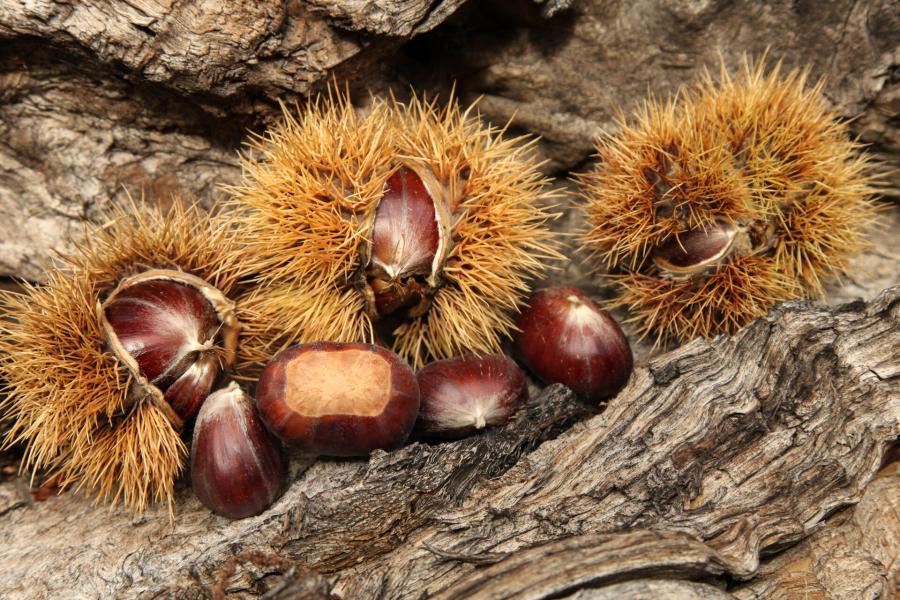 Castagne  Castagnata in fattoria