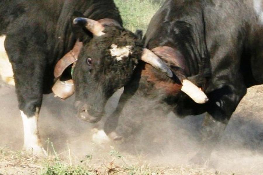 TEMPORANEAMENTE SOSPESA - Bataille des reines  amichevole (appuntamento fuori rassegna regionale)