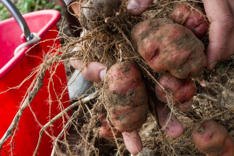 Gli orti salveranno il mondo!