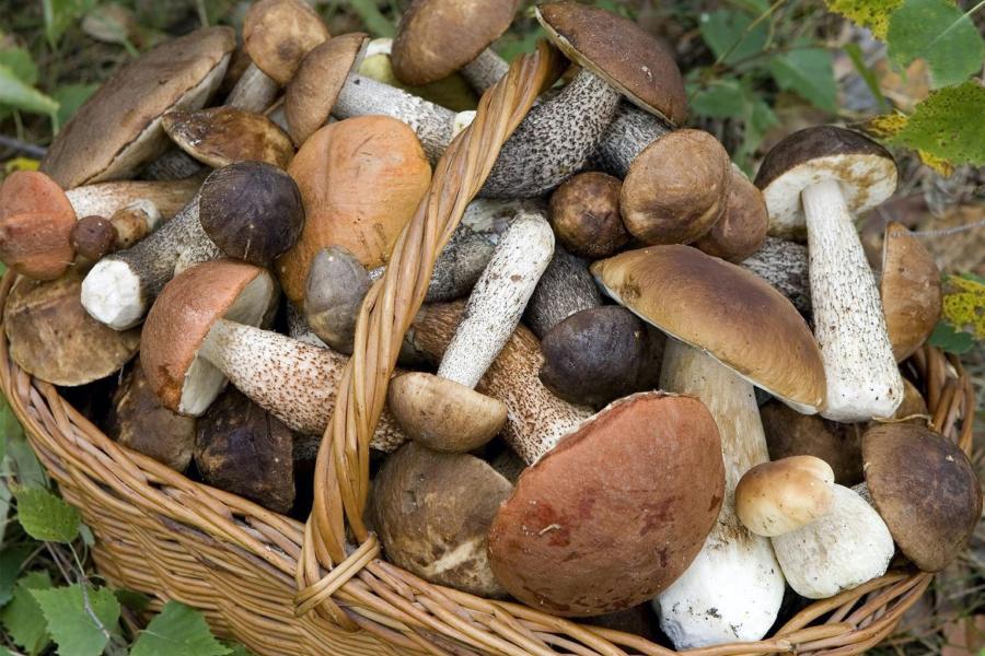 Estate letteraria - Il mondo dei funghi