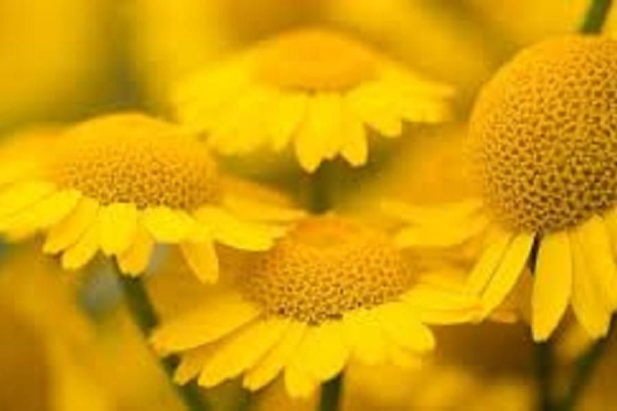 Mostra: L'energia del giallo