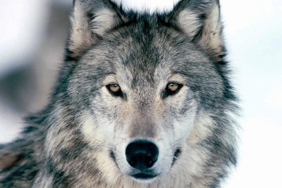 Conferenza - Serata sul Lupo