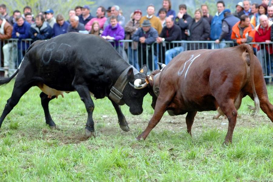 Batailles des reines