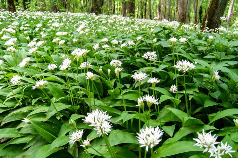 Festa dell'aglio orsino