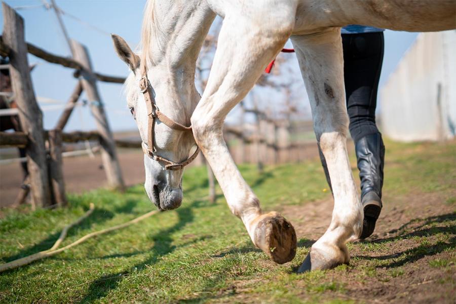 Brusson endurance