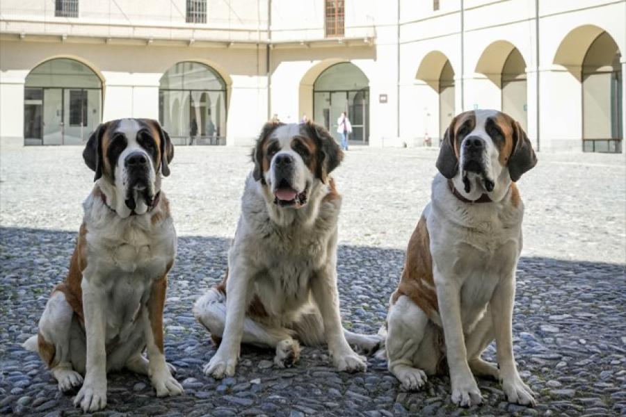 Amici giganti: la magia dei San Bernardo al Forte