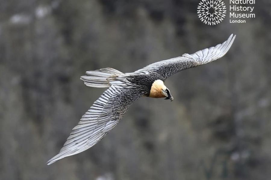 Valle d'Aosta, il cuore selvaggio delle Alpi. Incontro con il fotografo Marco Colombo