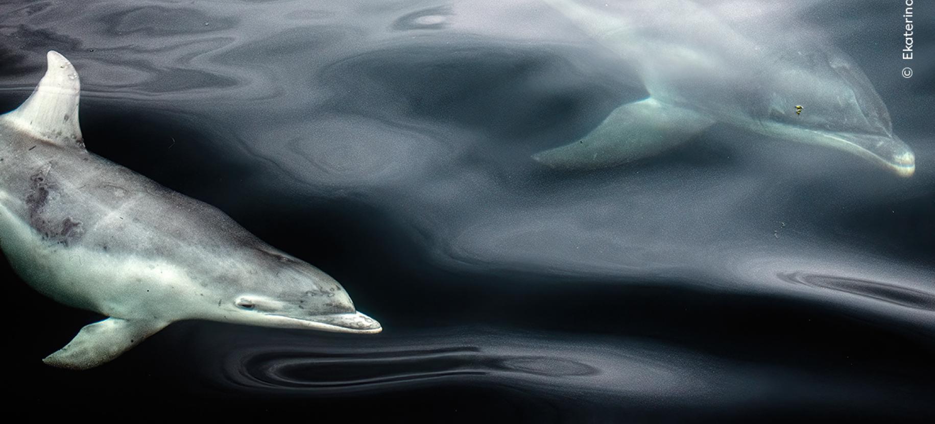 Wildlife Photographer of the Year