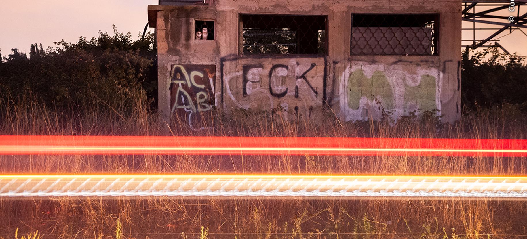 Wildlife Photographer of the Year