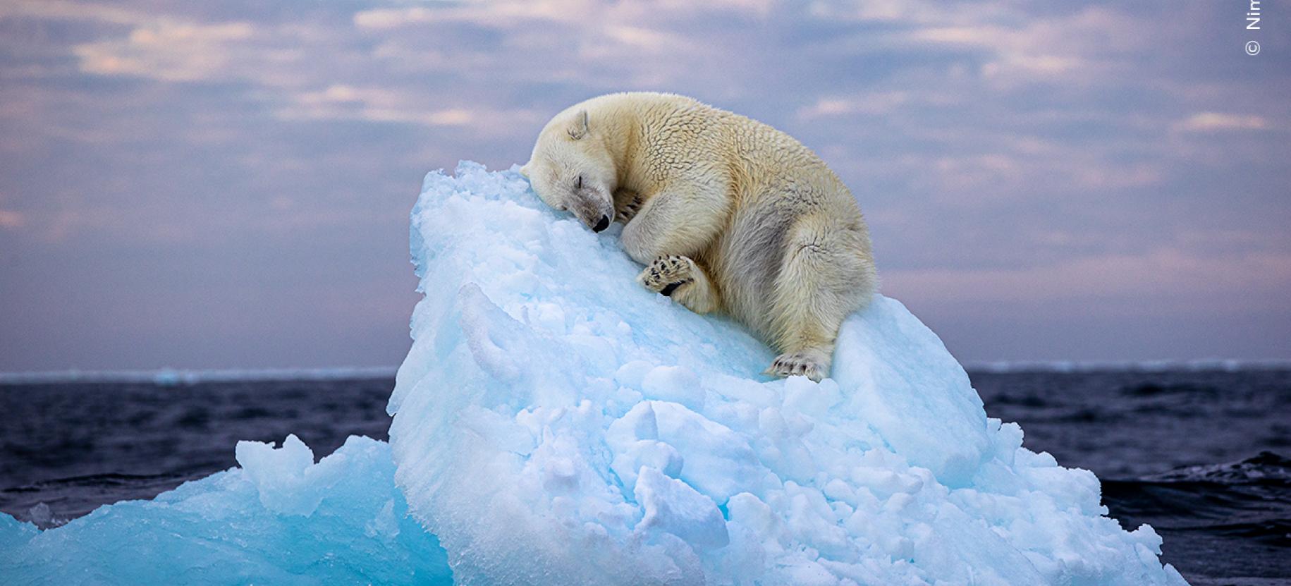 Wildlife Photographer of the Year