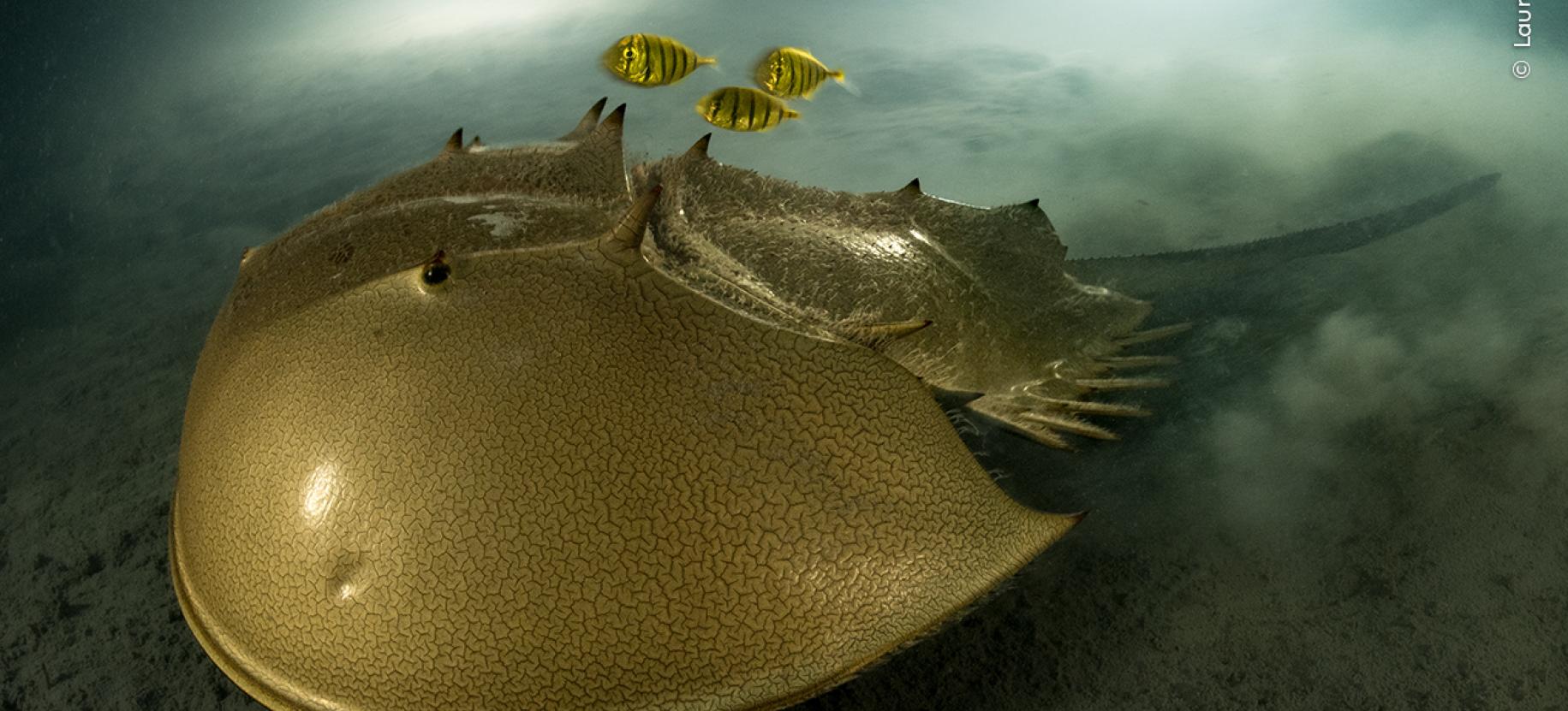 Wildlife Photographer of the Year