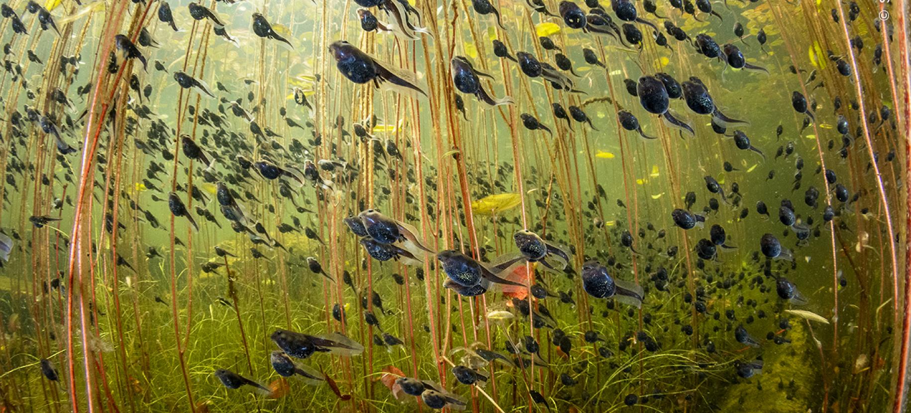 Shane Gross / Wildlife Photographer of the Year  Wildlife Photographer of the Year