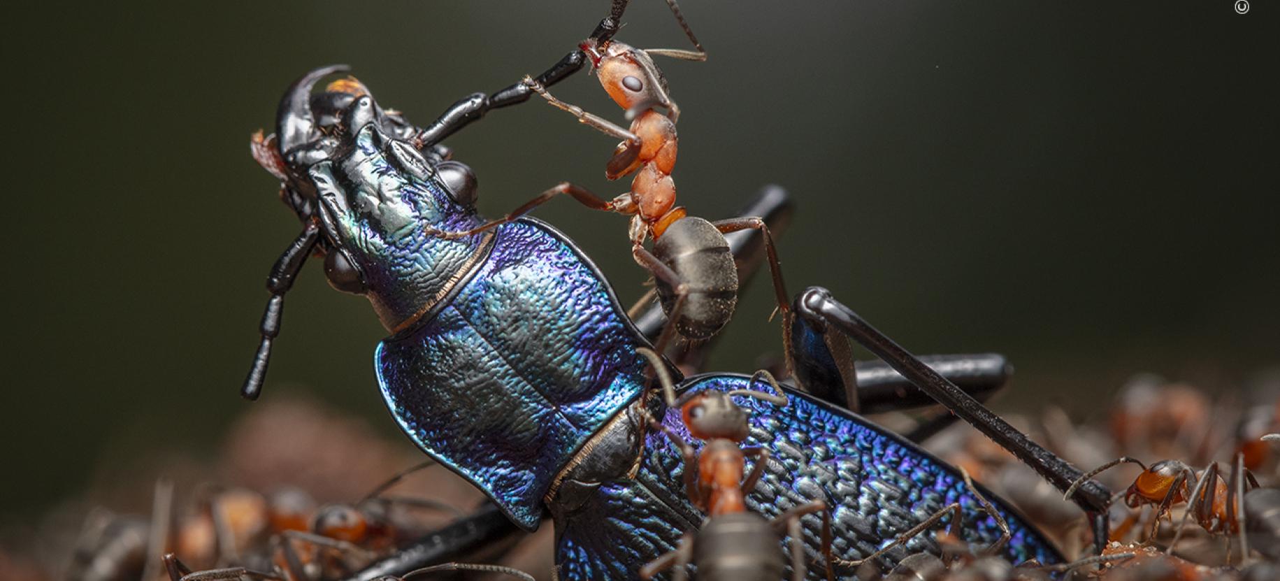 Wildlife Photographer of the Year