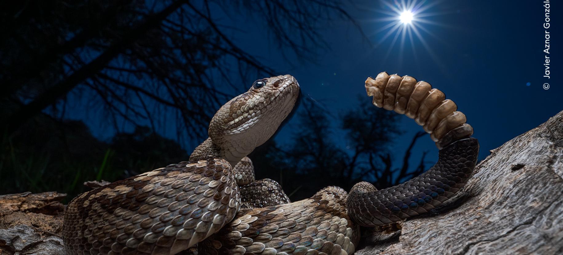 Wildlife Photographer of the Year