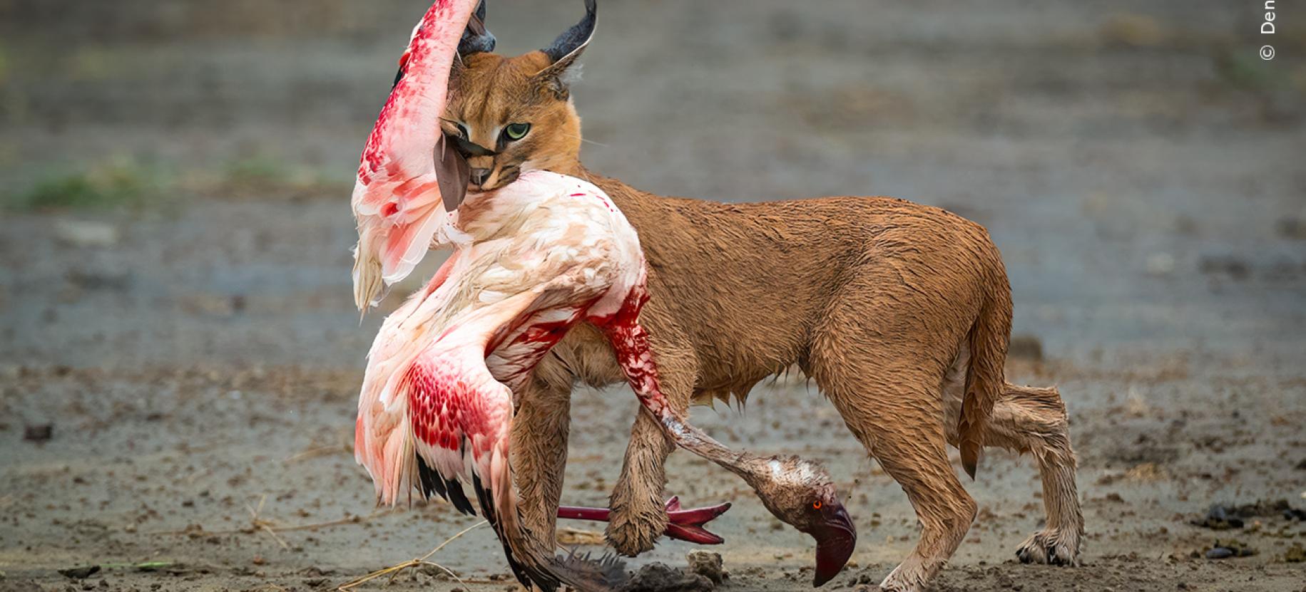 Wildlife Photographer of the Year