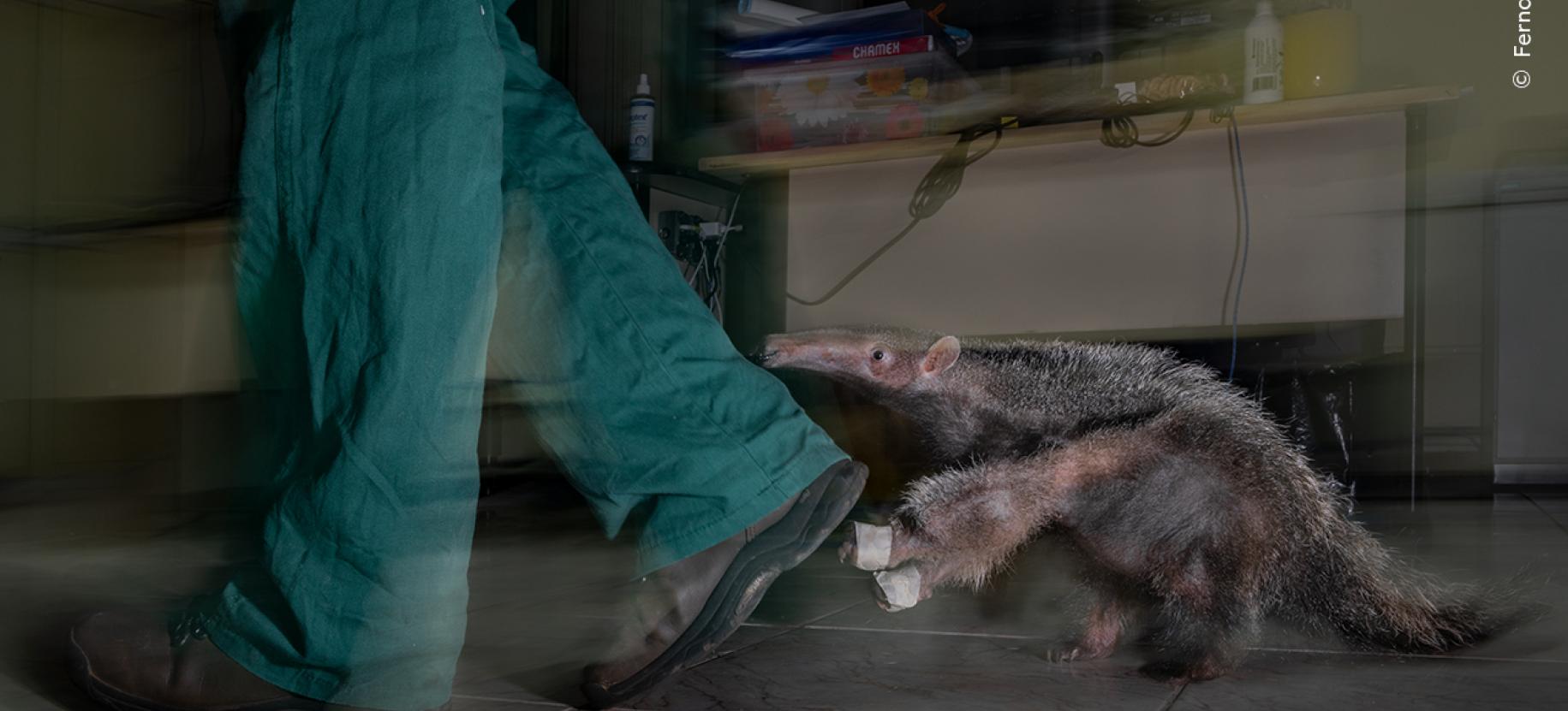 Wildlife Photographer of the Year