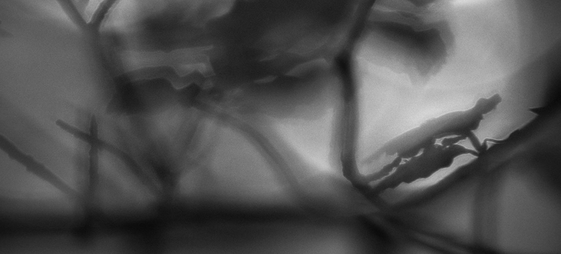 Wildlife Photographer of the Year