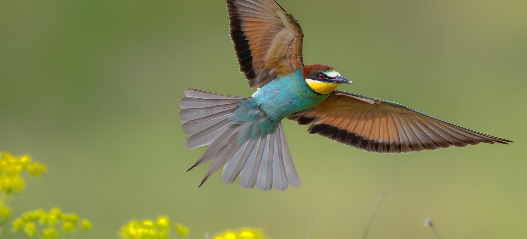 Bird Photographer of the Year