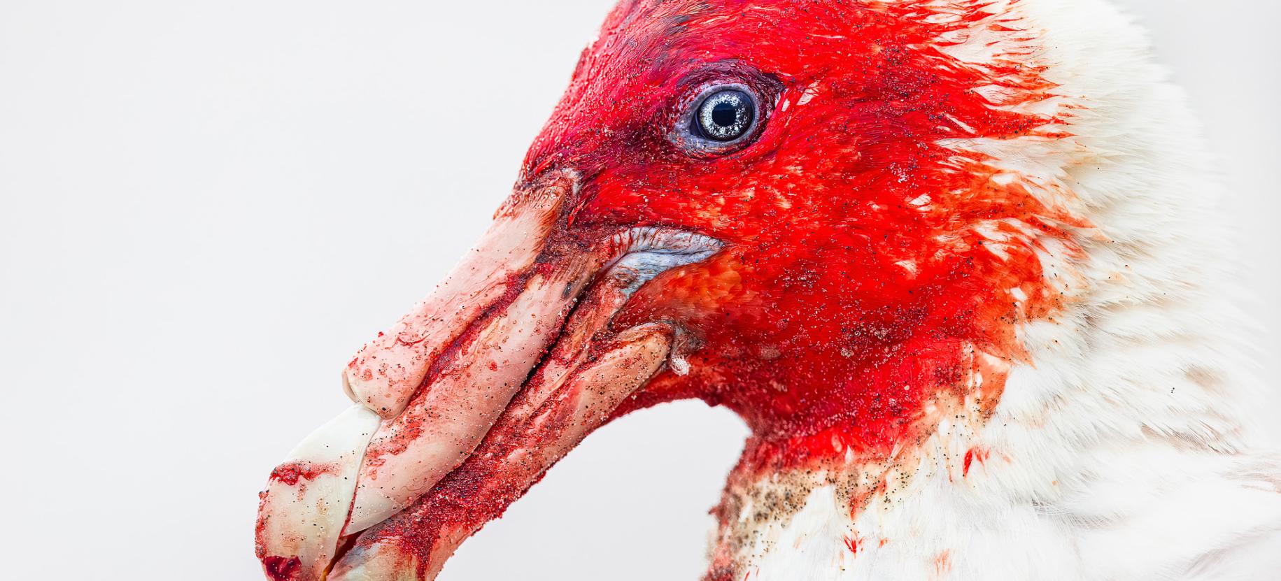 Bird Photographer of the Year