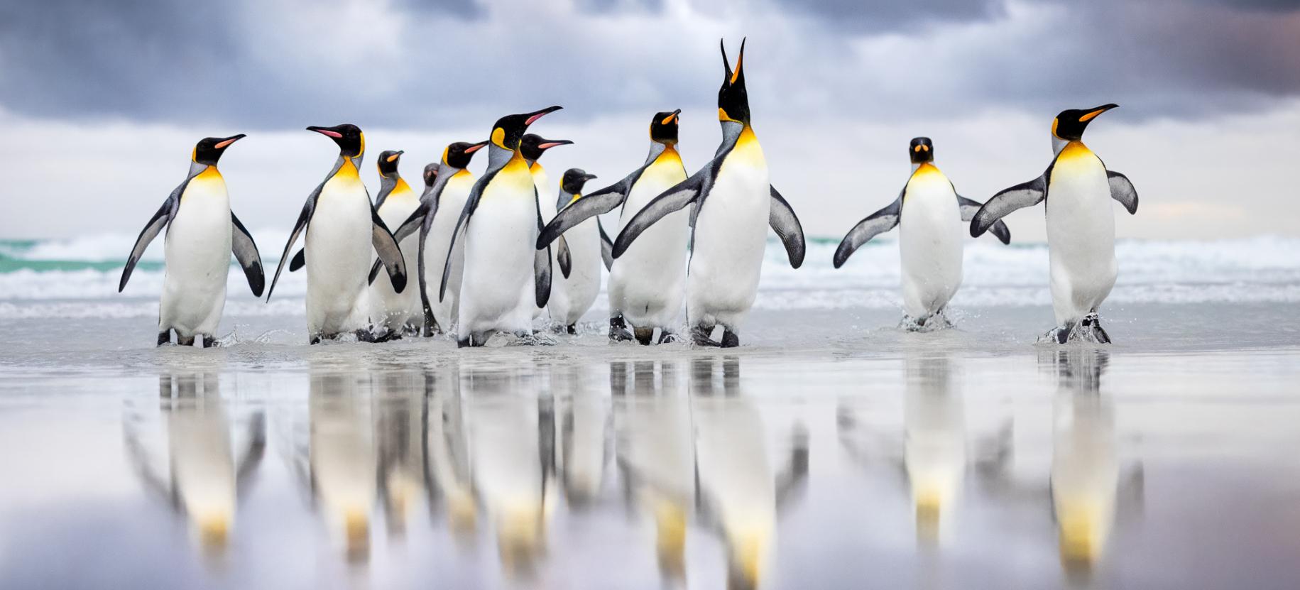 Bird Photographer of the Year