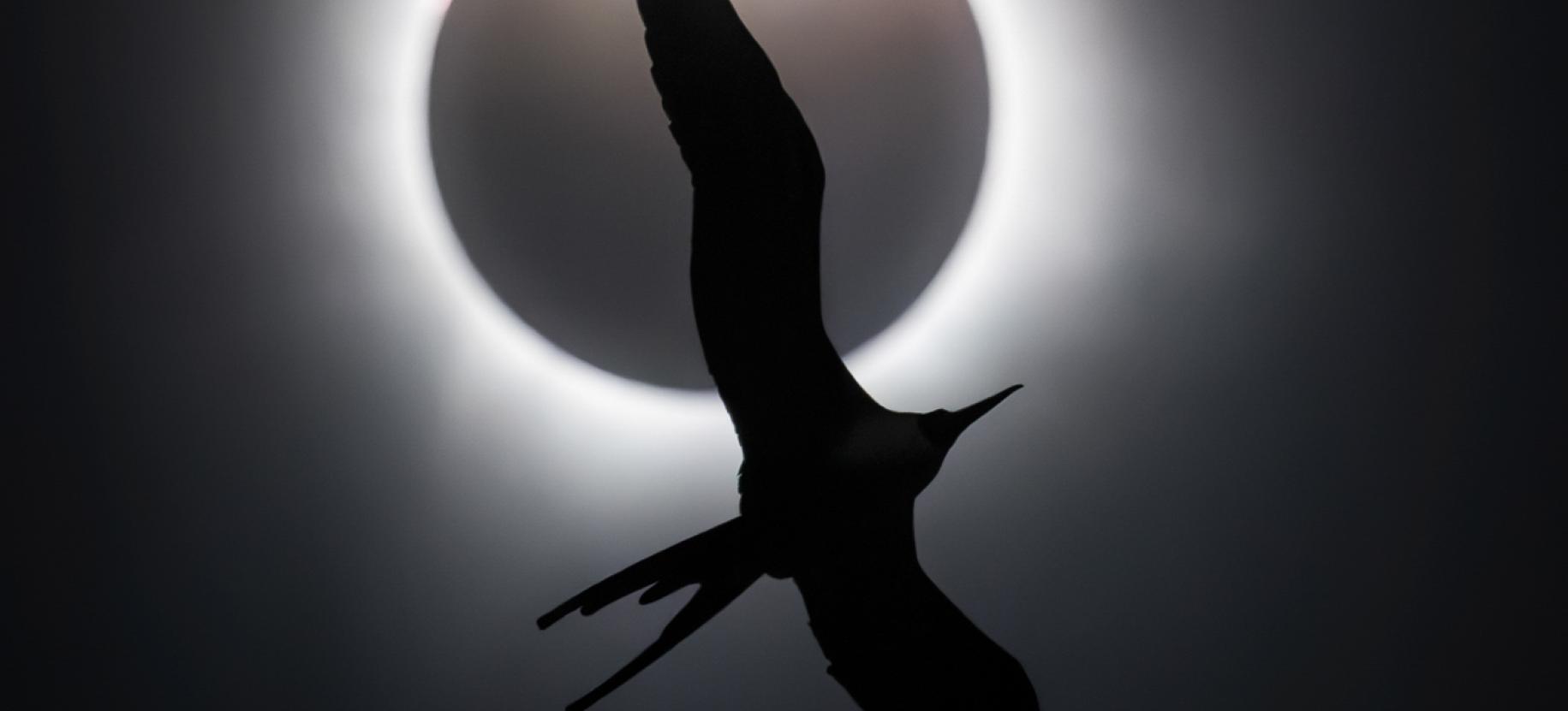 Bird Photographer of the Year