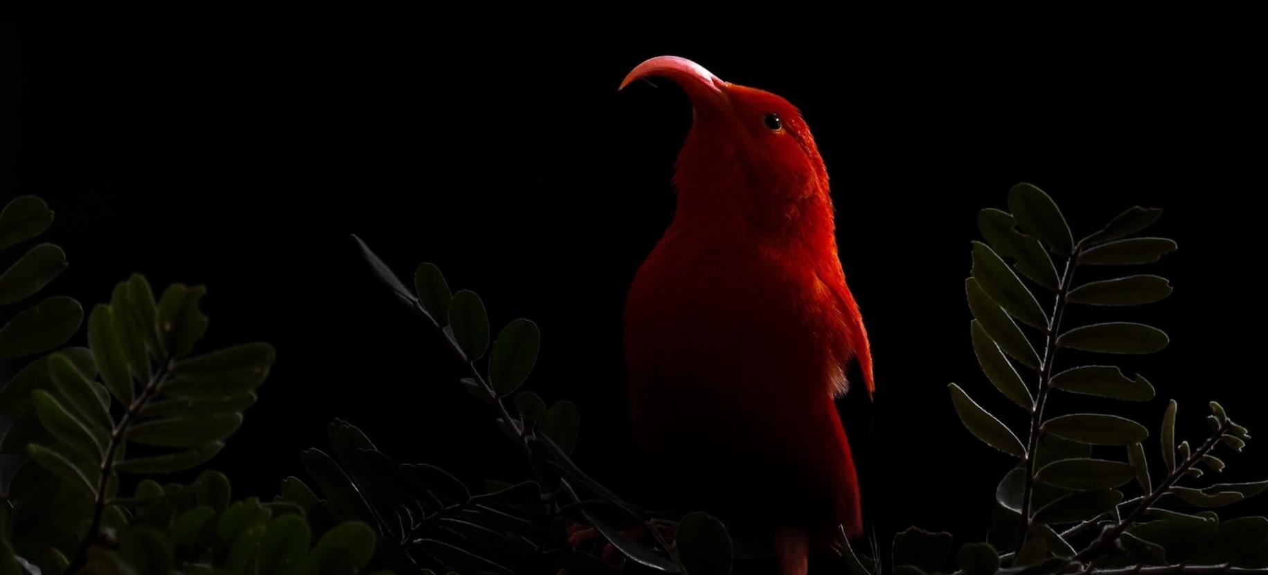 Bird Photographer of the Year