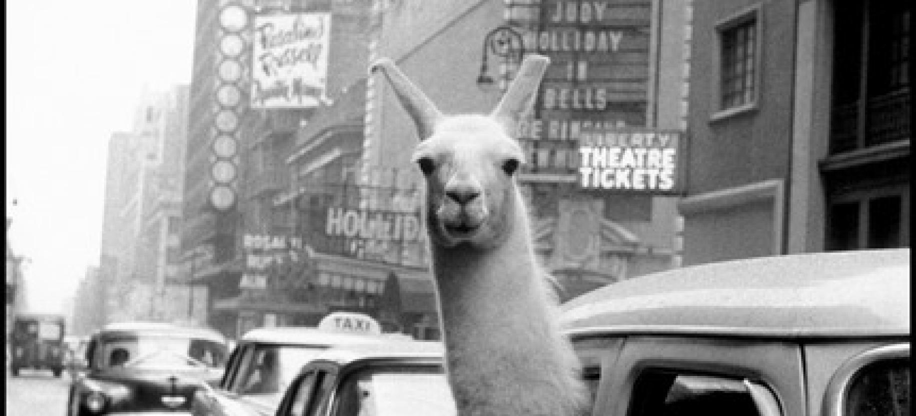 Magnum America. The United States