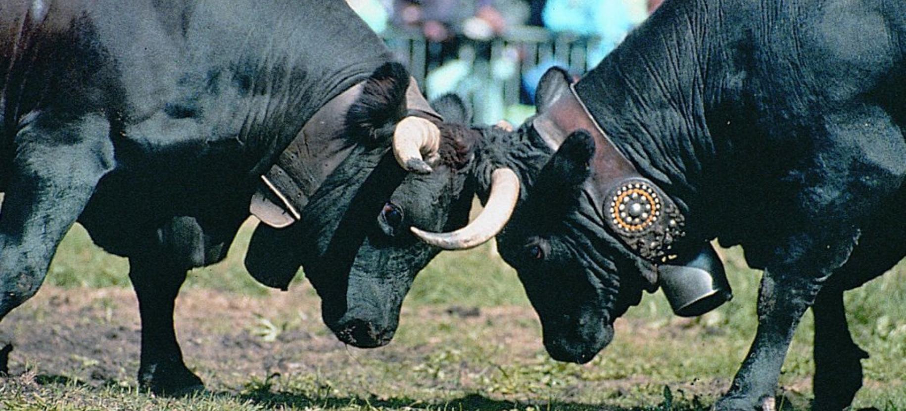 Batailles des Reines  Batailles des reines