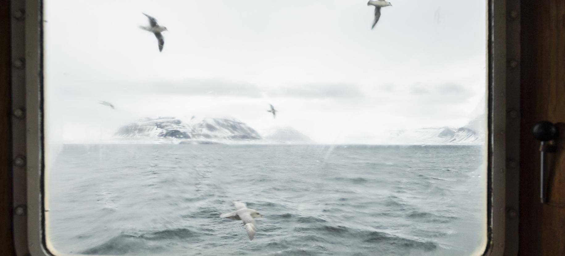 Fulmari fotografati dalla finestra della MS Mälmo, Tempelfjorden. Foto di Stefano Unterthiner  Stefano Unterthiner. Una finestra sull'Artico