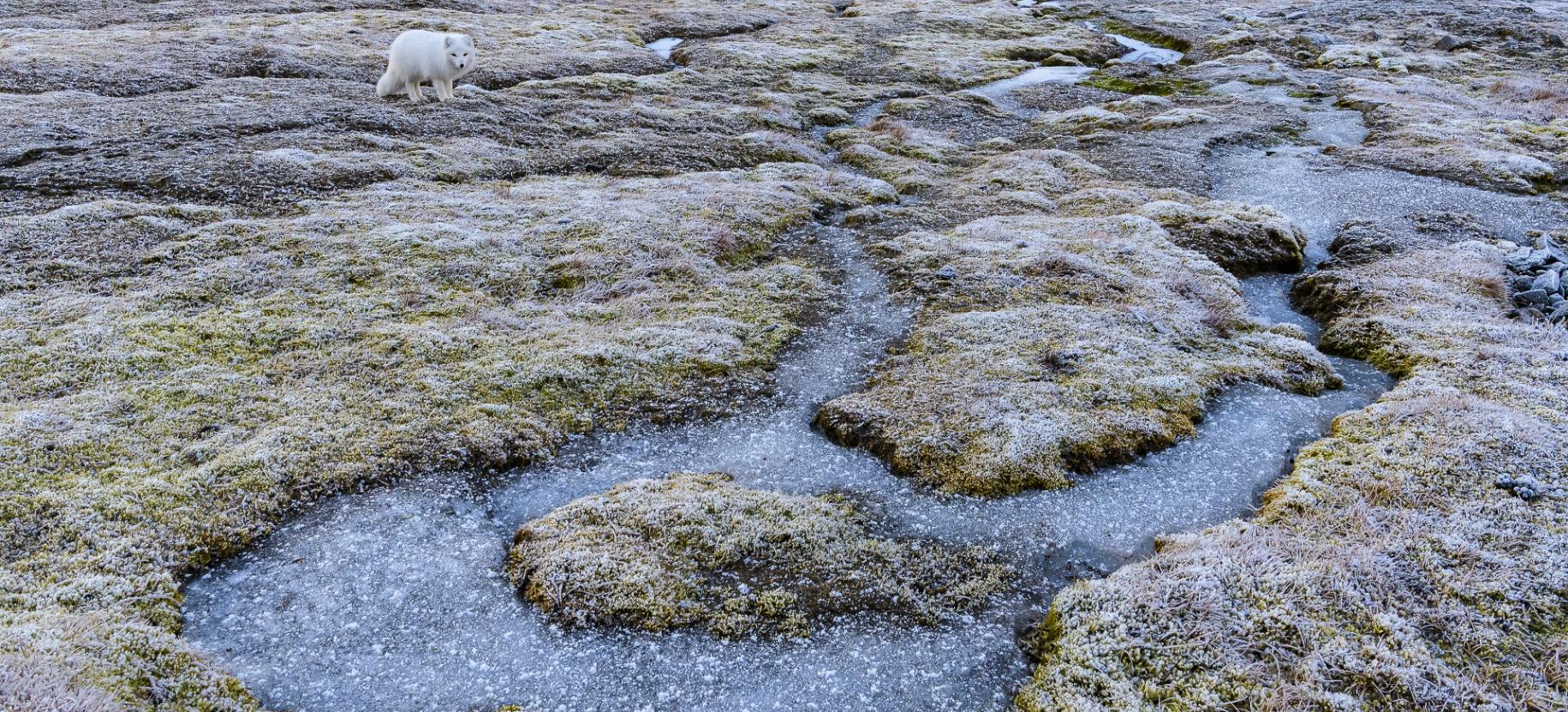 Volpe artica in abito invernale e permafrost. Foto di Stefano Unterthiner  Stefano Unterthiner. Una finestra sull'Artico