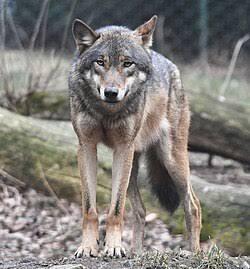 Tra scienza e montagna - Alla scoperta degli animali delle Alpi