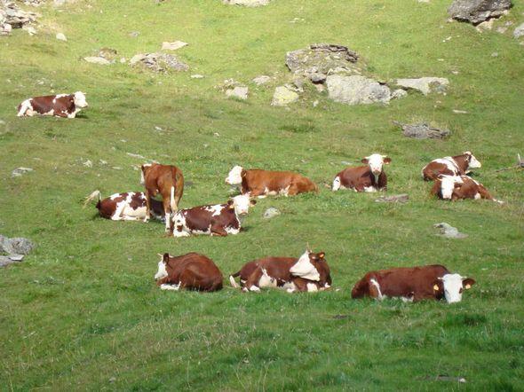 Autumnal cattle-show