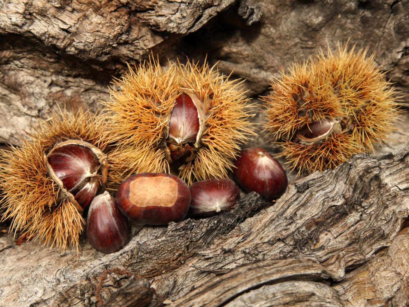 Castagne  Castagnata in fattoria