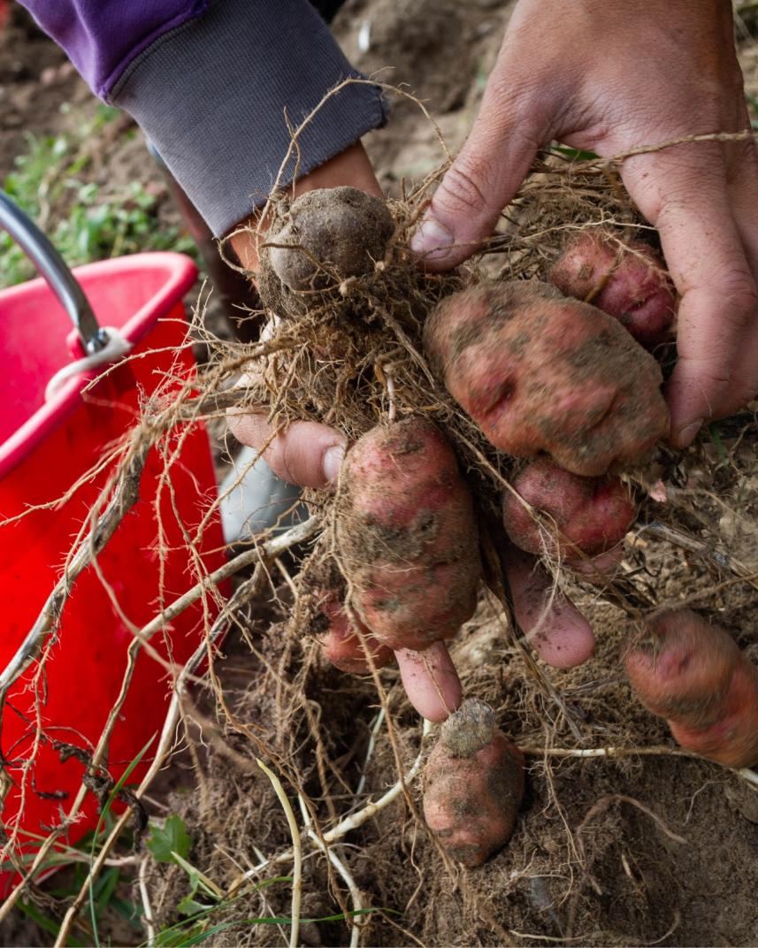 Gli orti salveranno il mondo!