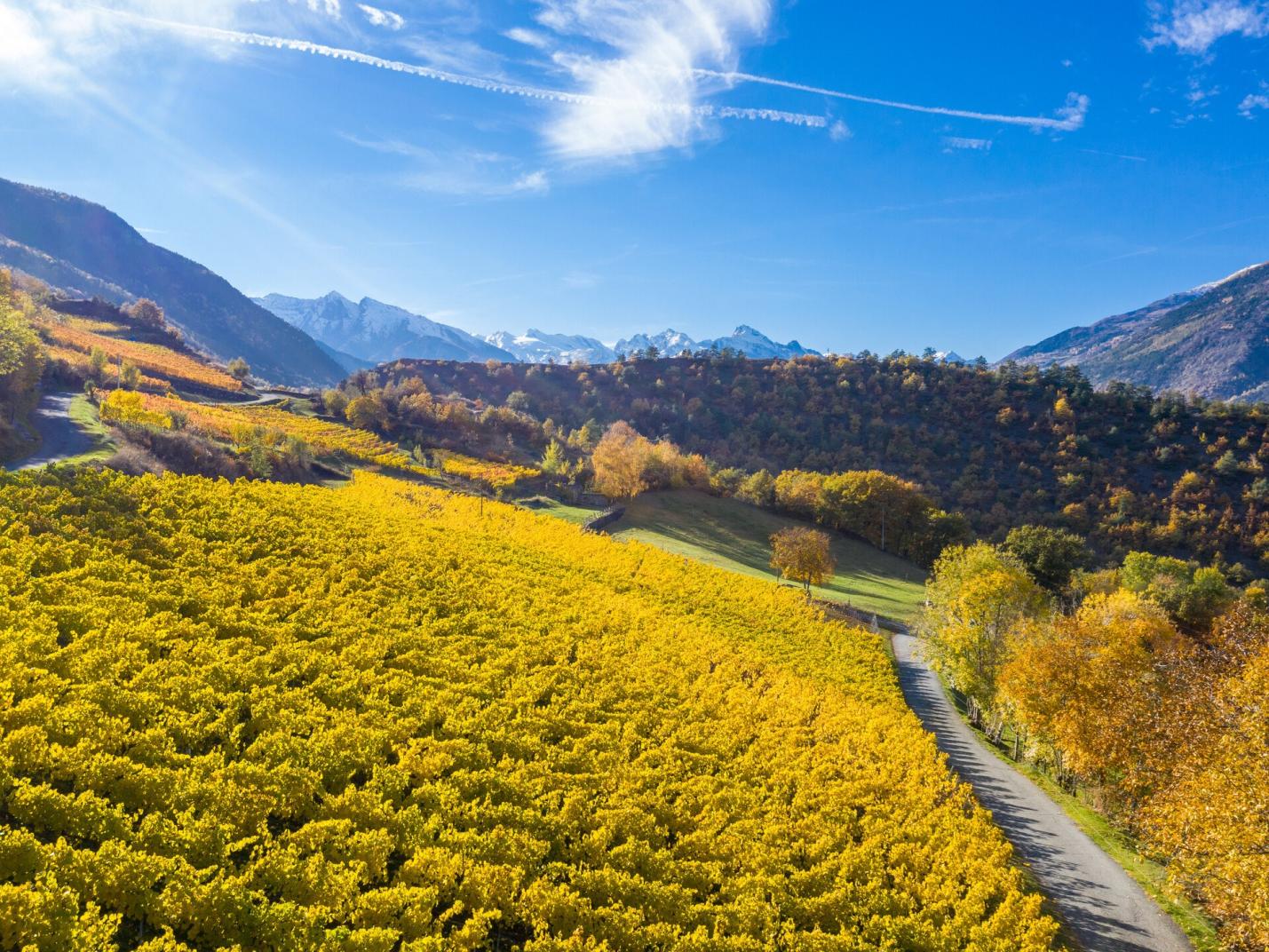 Vigneti  Cantine a Cielo Aperto