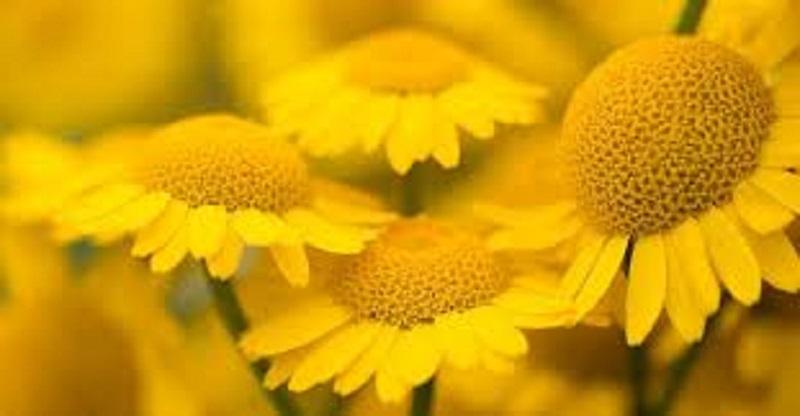 Mostra: L'energia del giallo