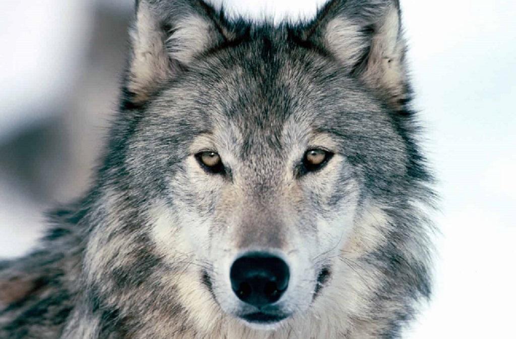 Conferenza - Serata sul Lupo