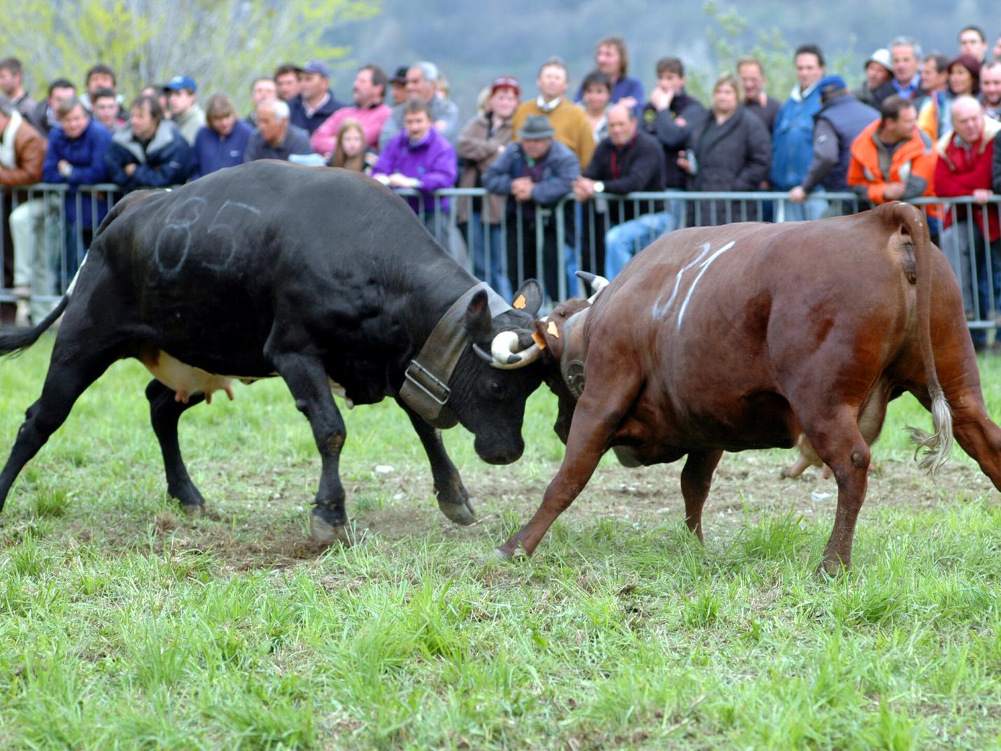 Batailles des reines