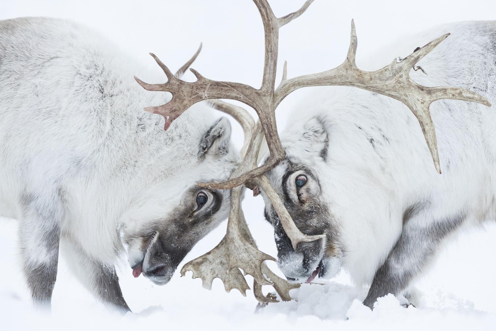 Combattimento tra maschi di renna durante la stagione riproduttiva. Foto di Stefano Unterthiner  Stefano Unterthiner. Una finestra sull'Artico