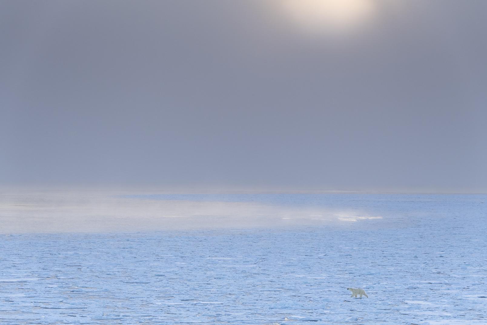 Conferenza. Storie di lupi e di orsi con Stefano Unterthiner