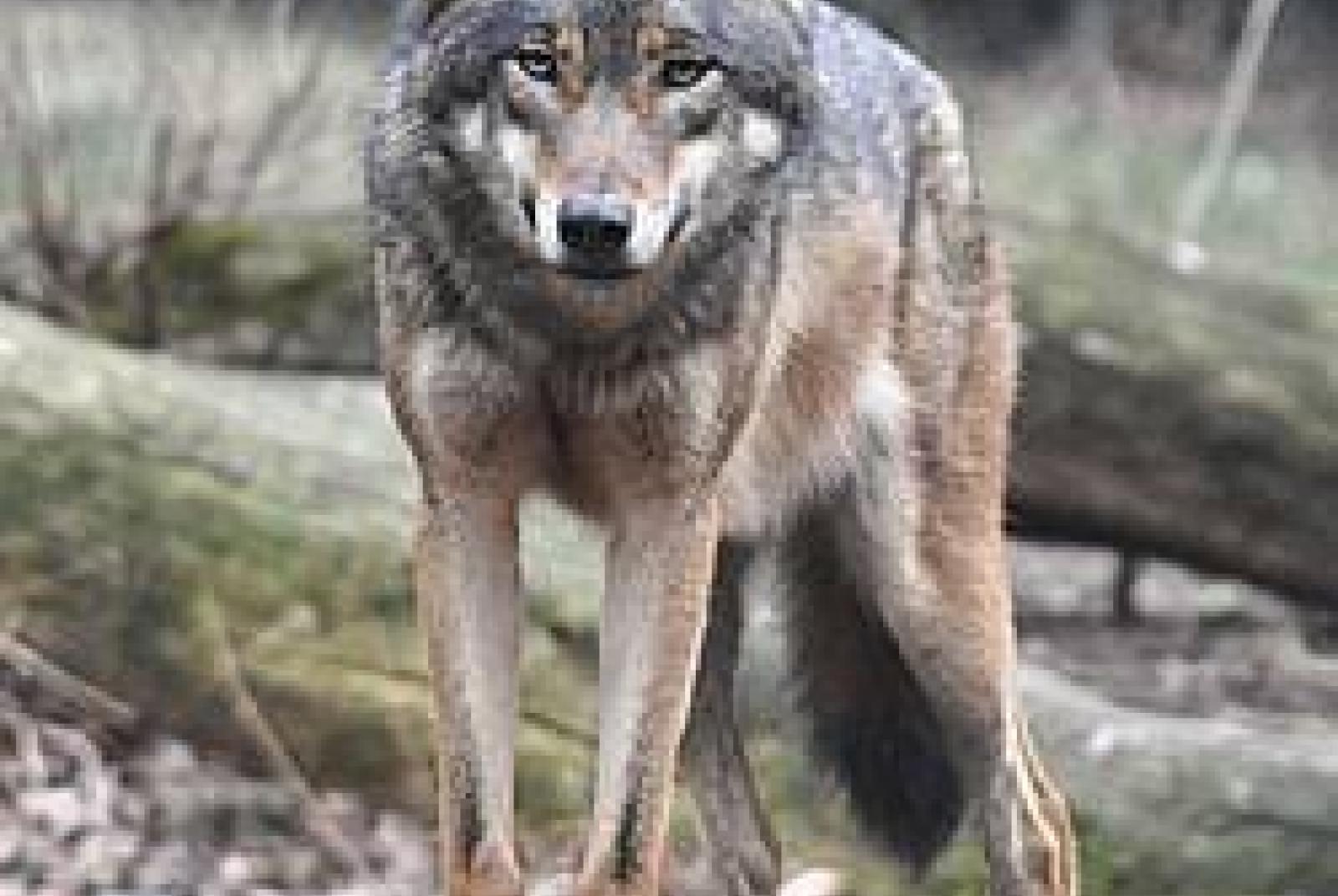 Tra scienza e montagna - Alla scoperta degli animali delle Alpi