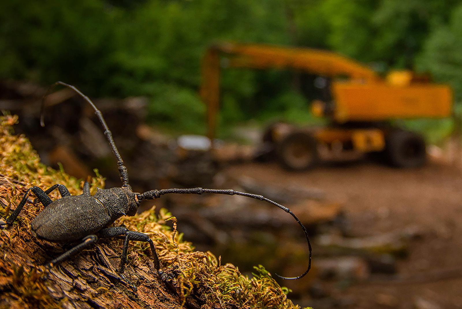 Wildlife Photographer of the Year