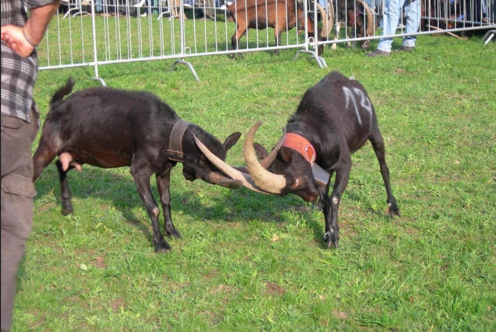 Batailla de Tchèvre