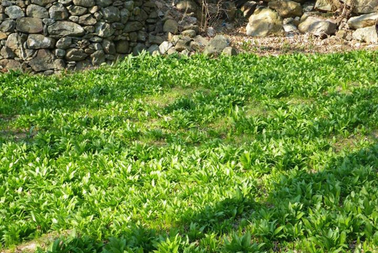 ANNULLATA - Festa dell'aglio orsino