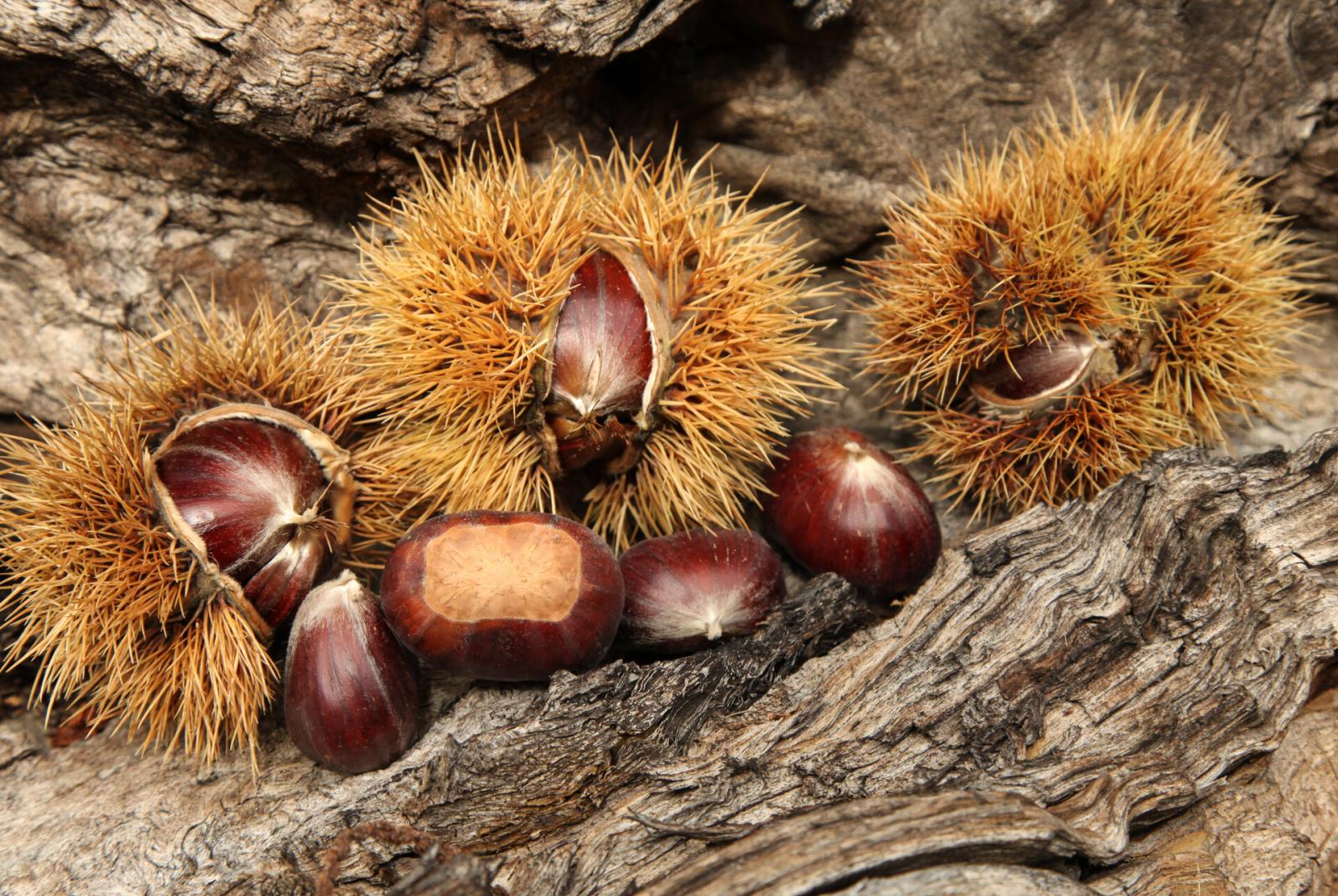Castagne  Castagnata in fattoria